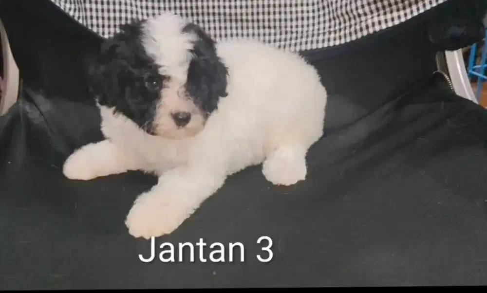 Poodle puppy harga miring
