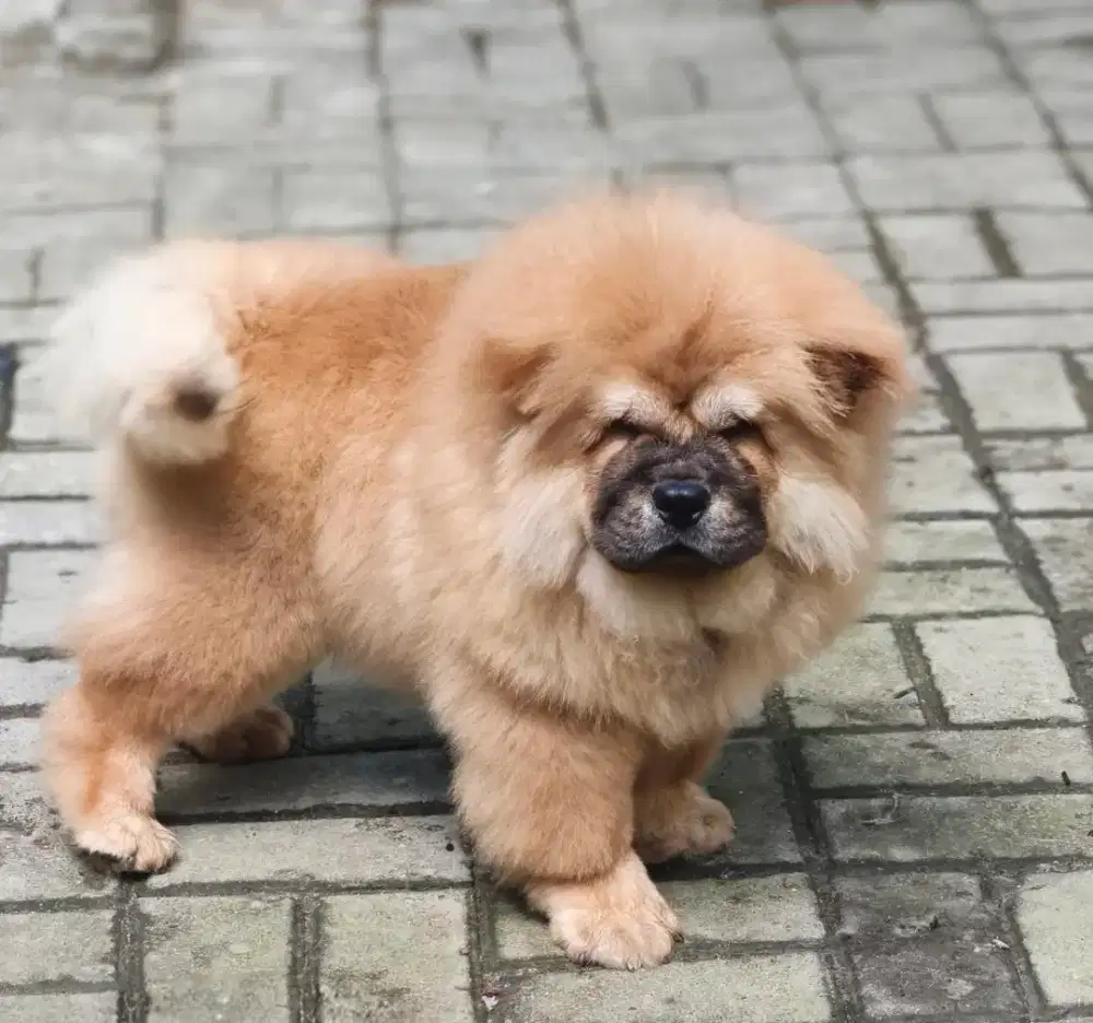 Chow-chow 4 bulan jantan dan betina