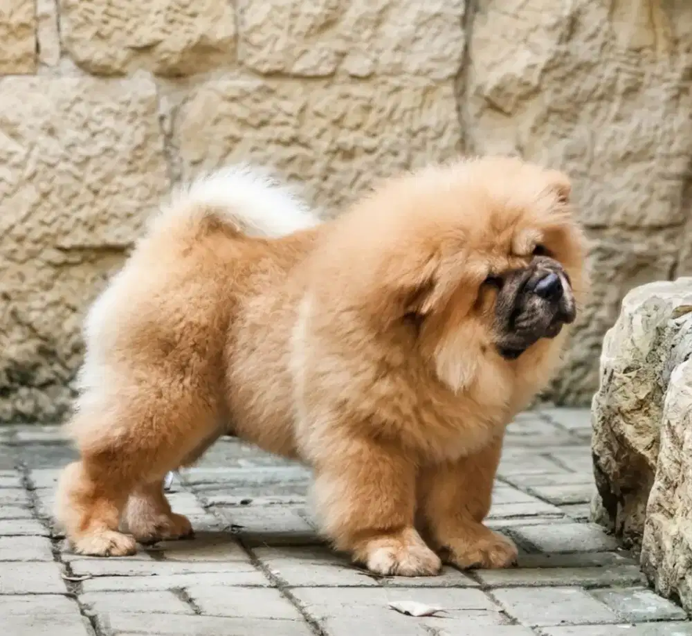 Chow-chow 4 bulan jantan dan betina