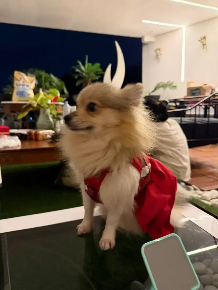 Mini POM betina SANGAT BAIK DAN NURUT PINTAR