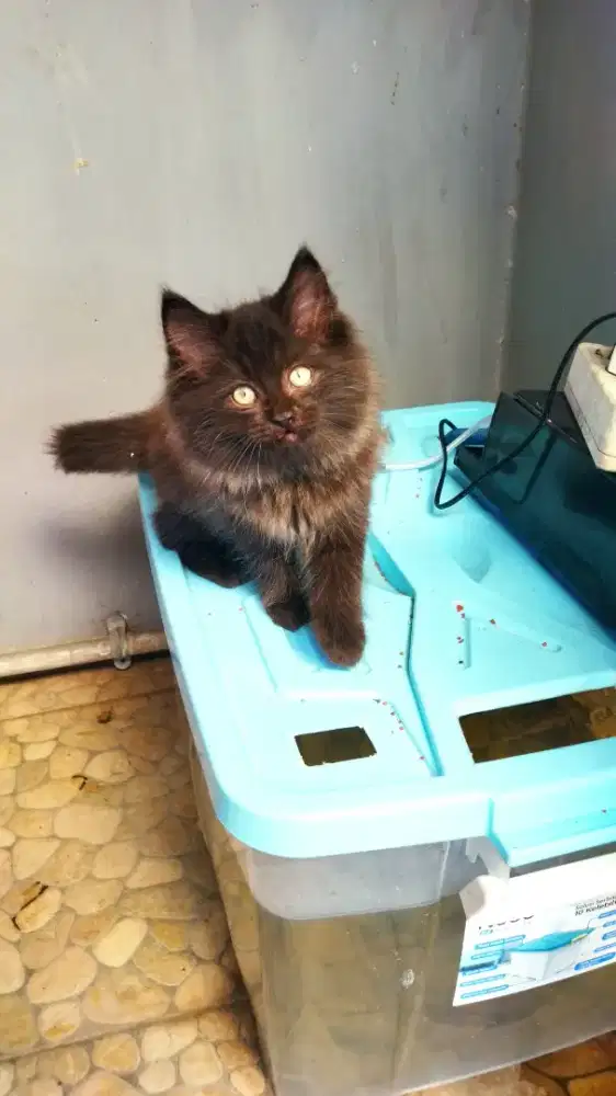 Kitten Kucing Persia (Baca Diskripsi)