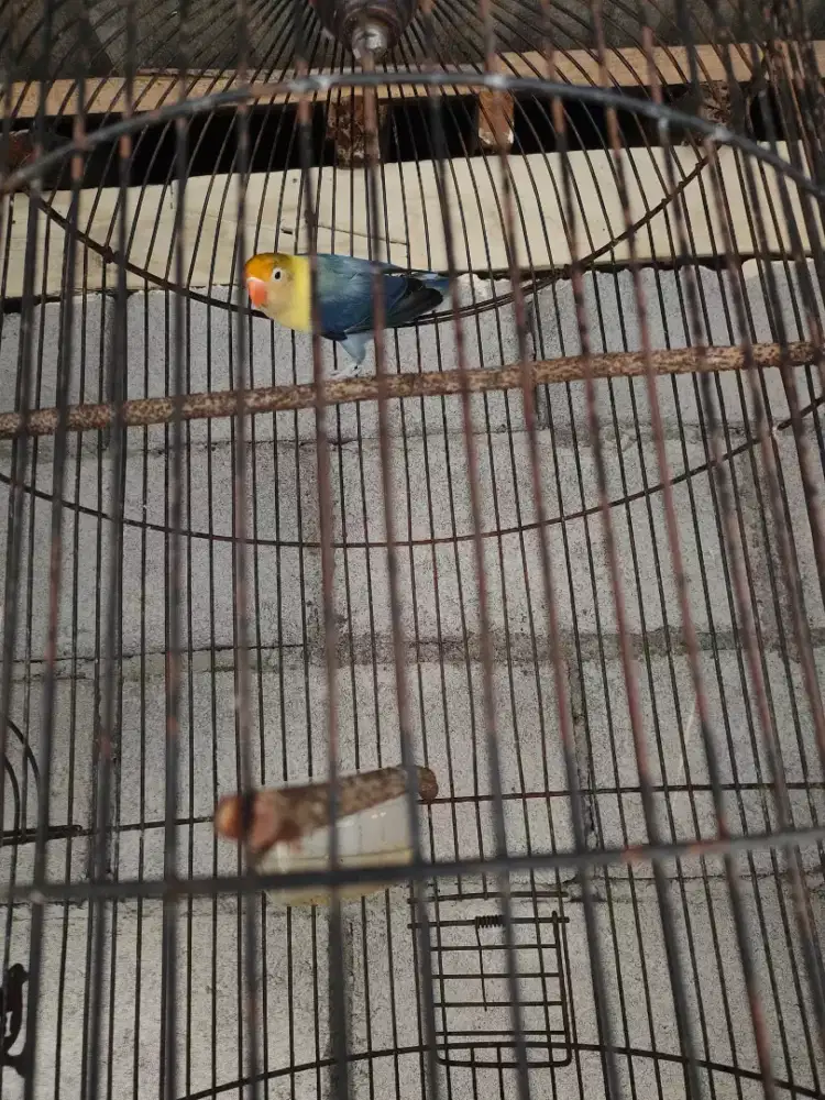 Pb DarkVio Beti,Dewasa