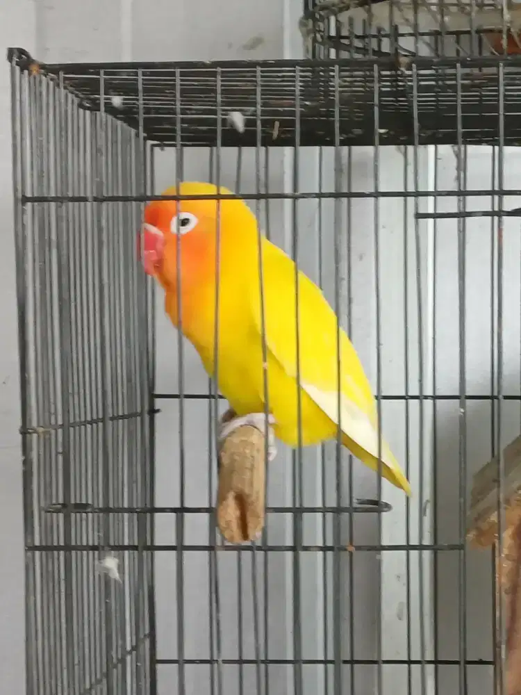 Dijual Lovebird Lutino