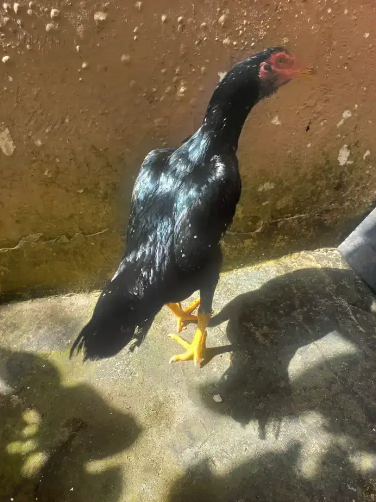 Ayam Bangkok  betina indukan super siap cetak bibit kwalitas.