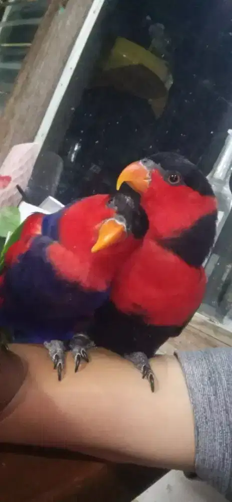 Sepasang perbeng siap produksi