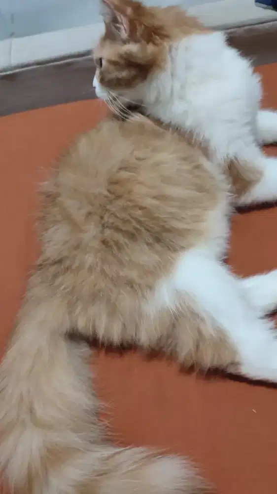 Open adopsi free betina usia 4 bulan, Persia medium bulu kapas