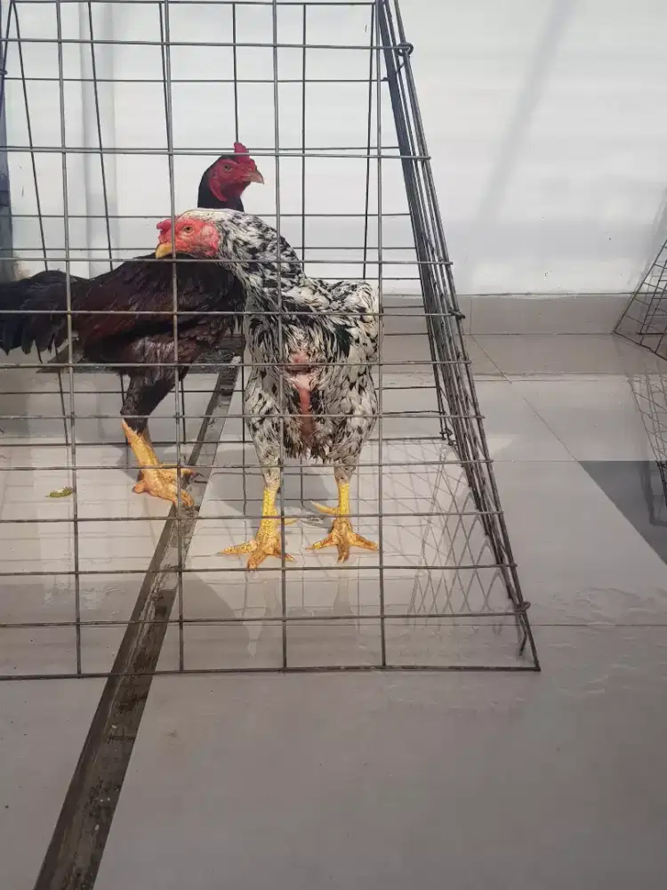 Ayam Betina Bangkok Selatan Jalu Katuranggan