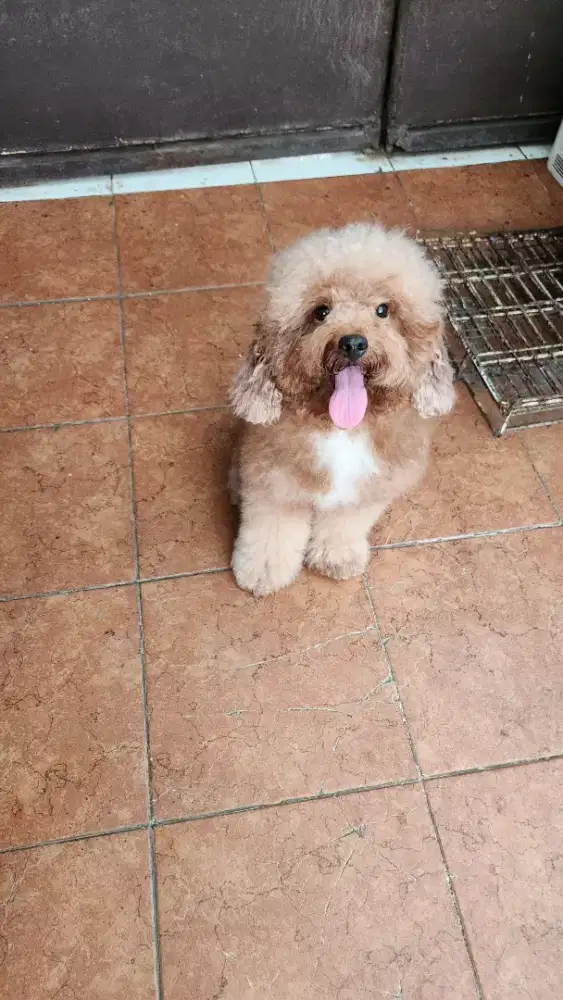 Poodle jantan 3 tahun