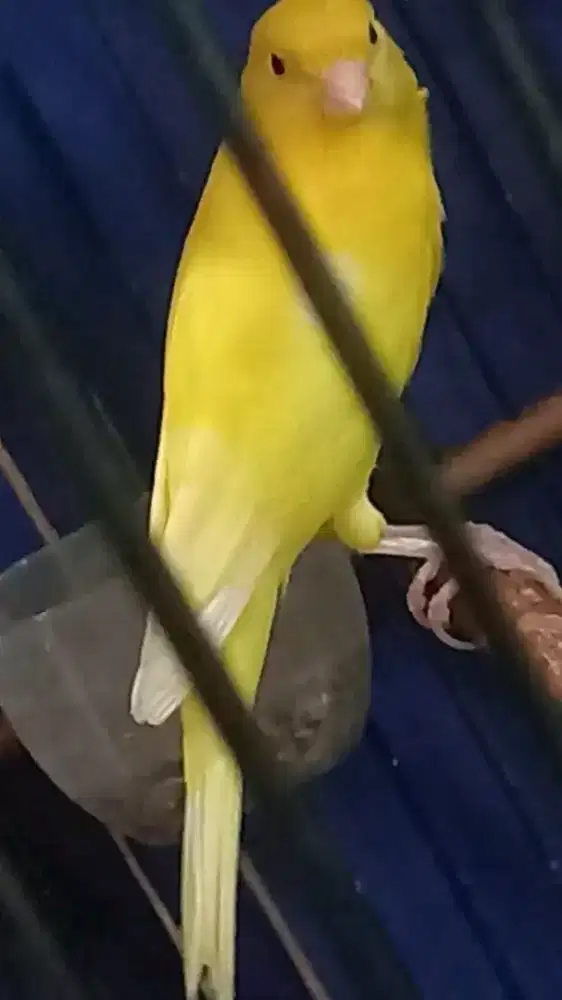 Kenari af kuning stabilo polos gacoran