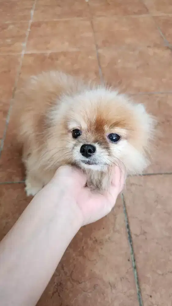 Minipom betina 5 tahun