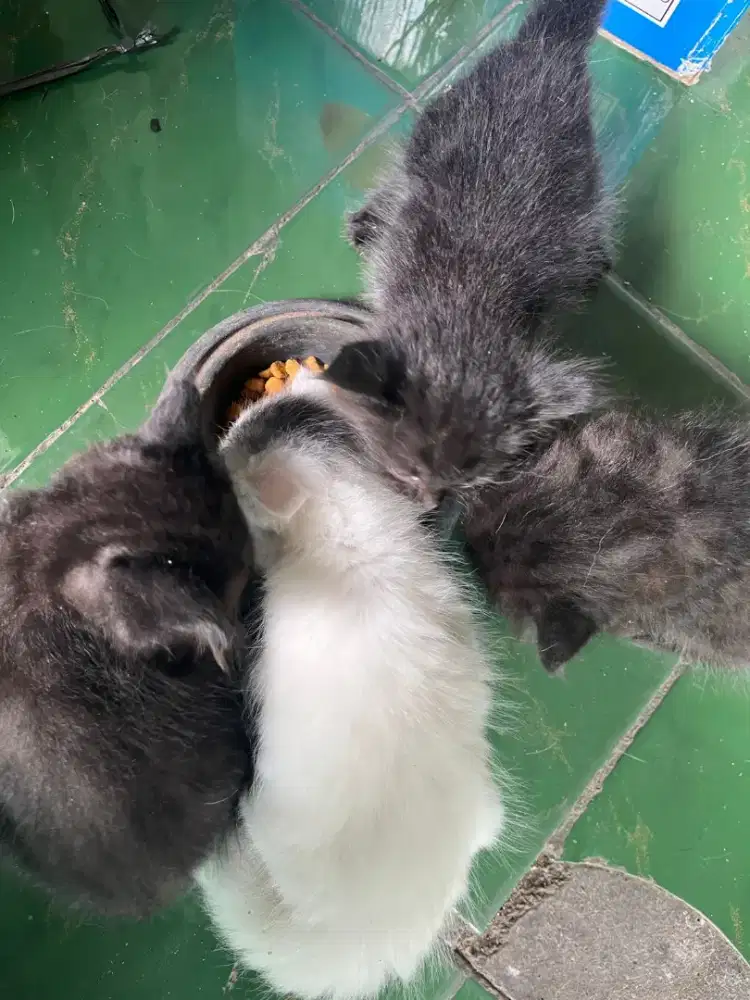 ADOPT KITTEN ANAK KUCING 2 BULAN