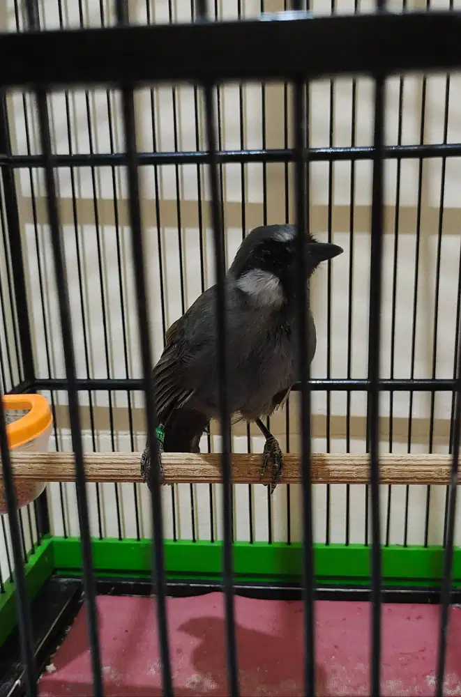 Poksay Hongkong Anakan