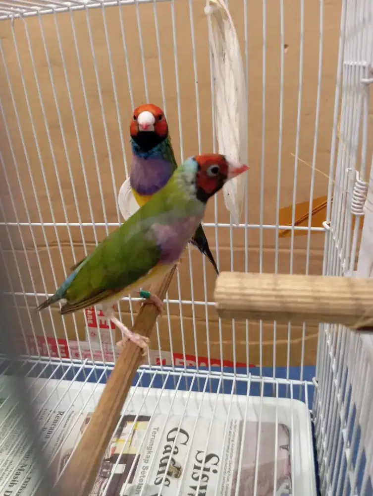 Burung GA Gould Amadin sepasang