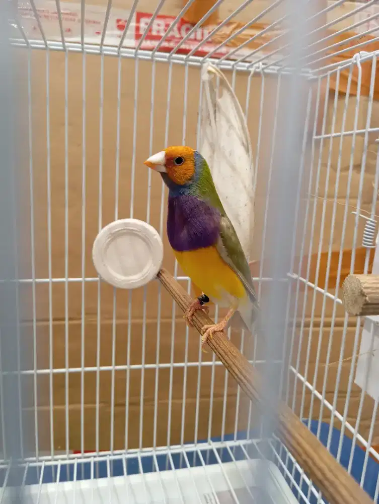 Burung GA Gould Amadin jantan