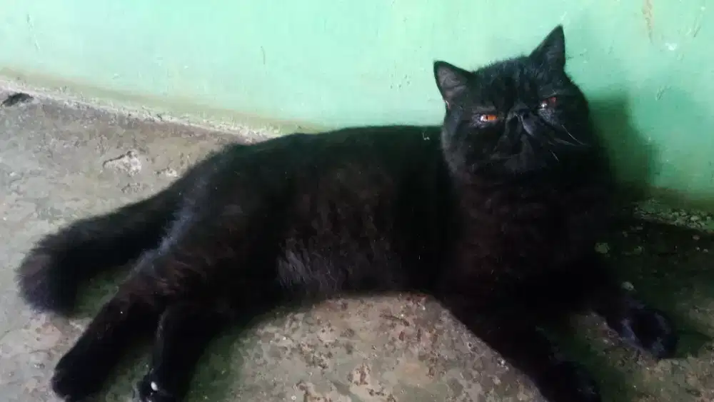 Persia peaknose exo jantan