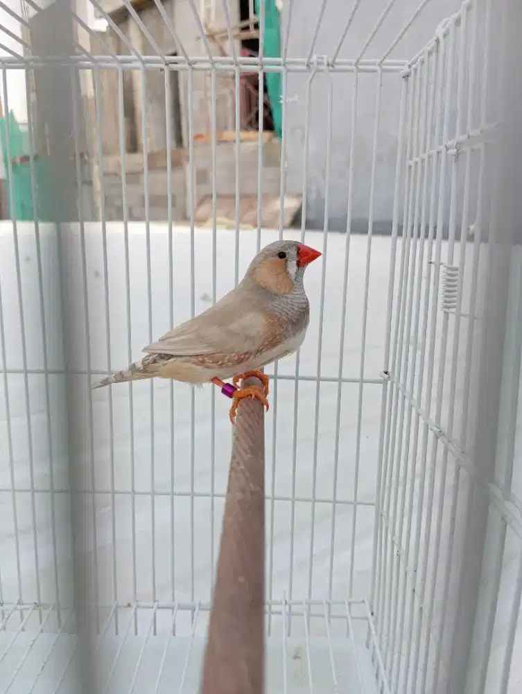 Burung Zebra Finch Holland