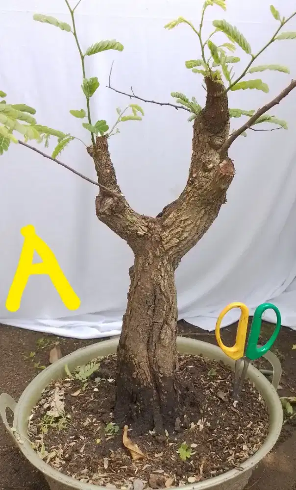 Bahan bonsai asem jawa A