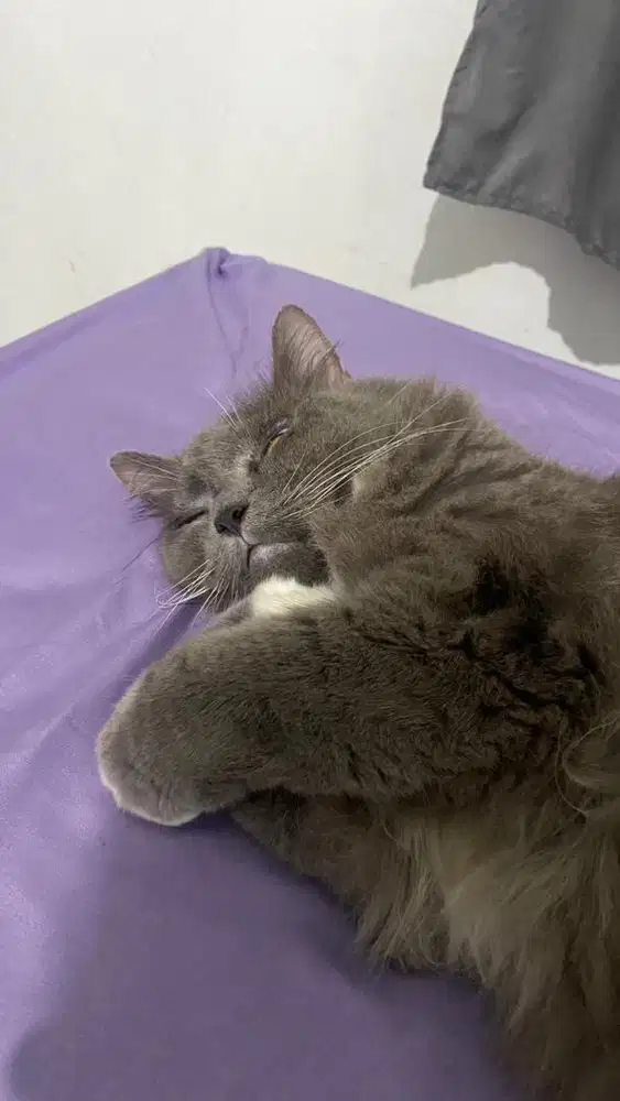 Freelance monitoring kucing di kos