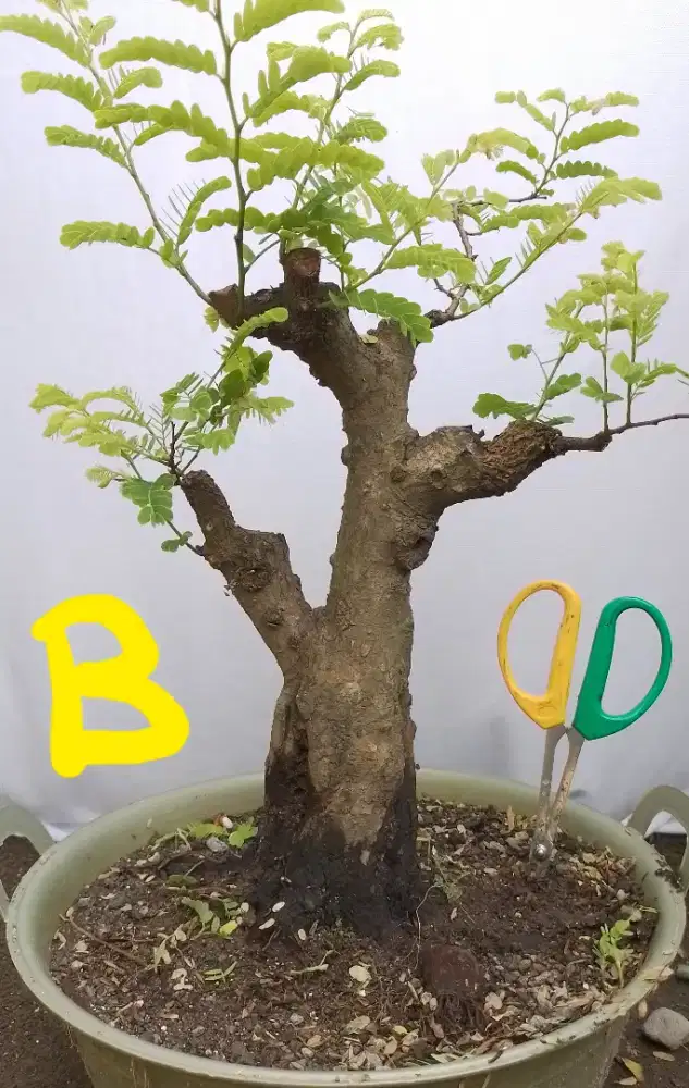 Bahan bonsai asem.jawa B