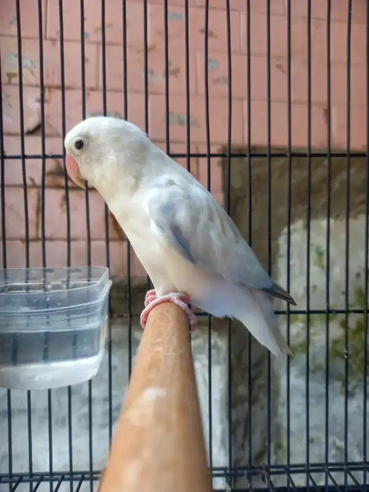 Lovebird blue pied
