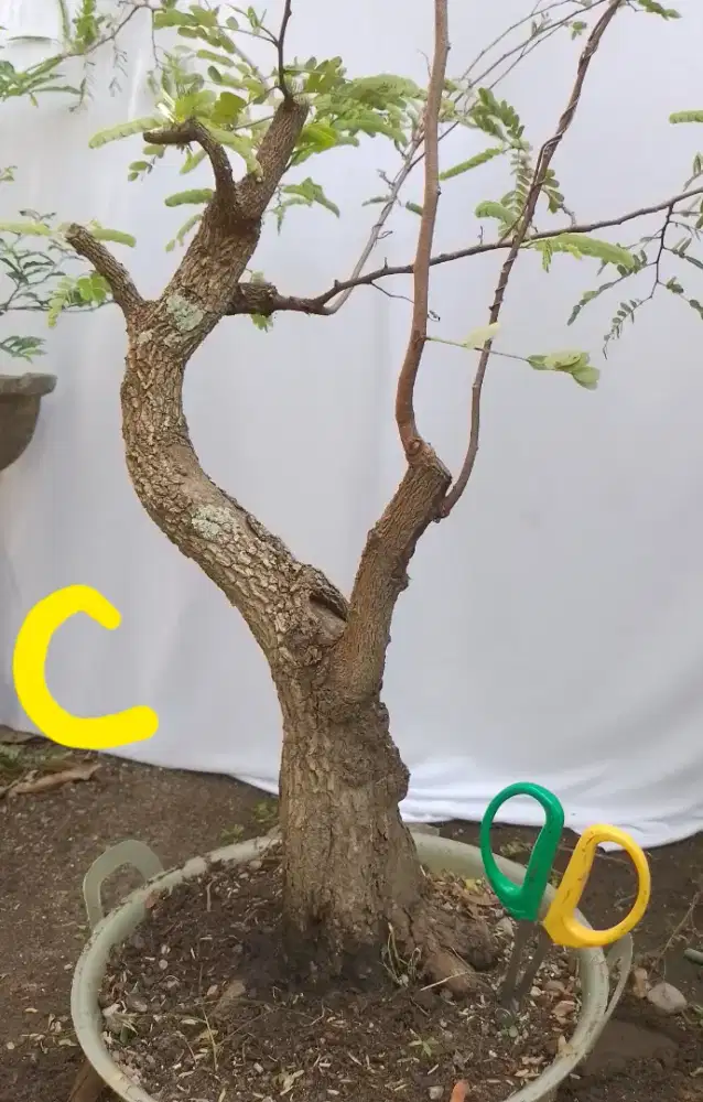 Bahan bonsai asem.jawa C