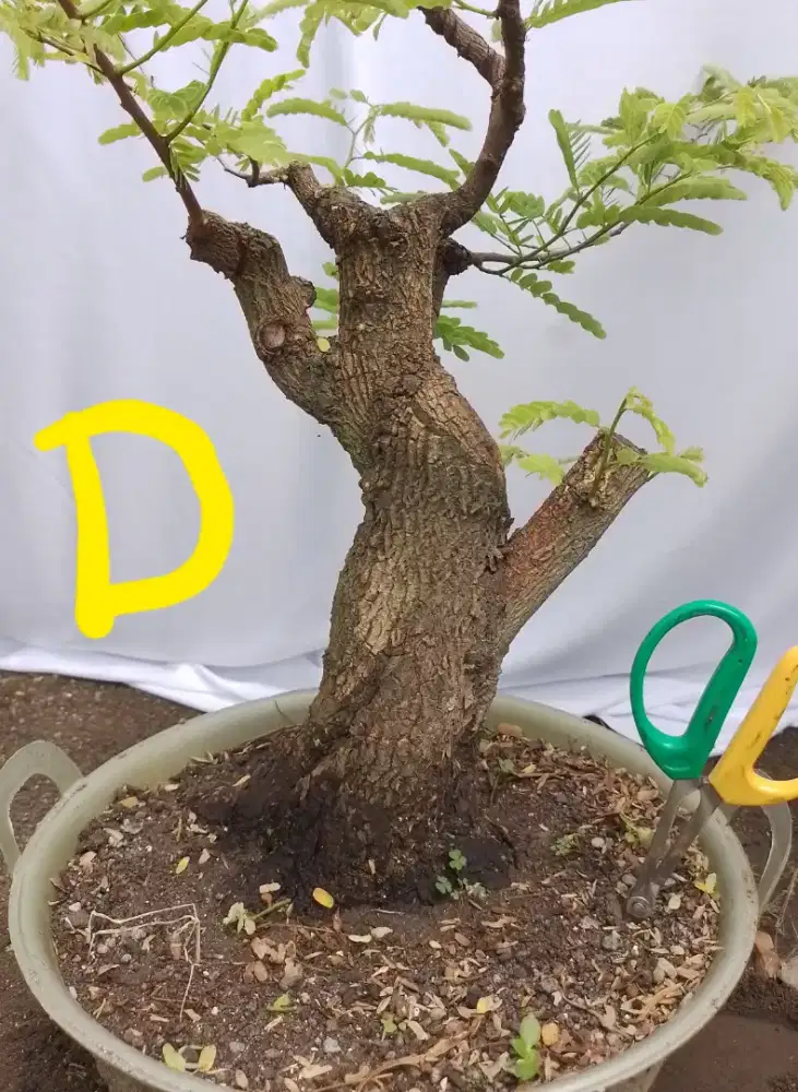 Bahan bonsai asem.jawa D