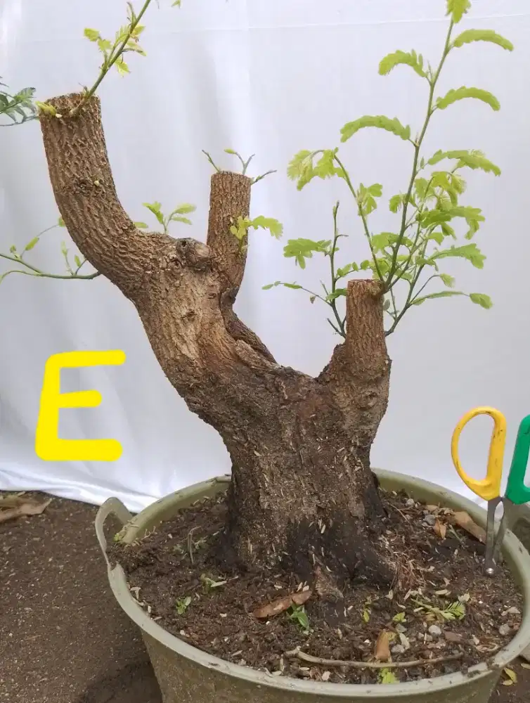 Bahan bonsai asem jawa E