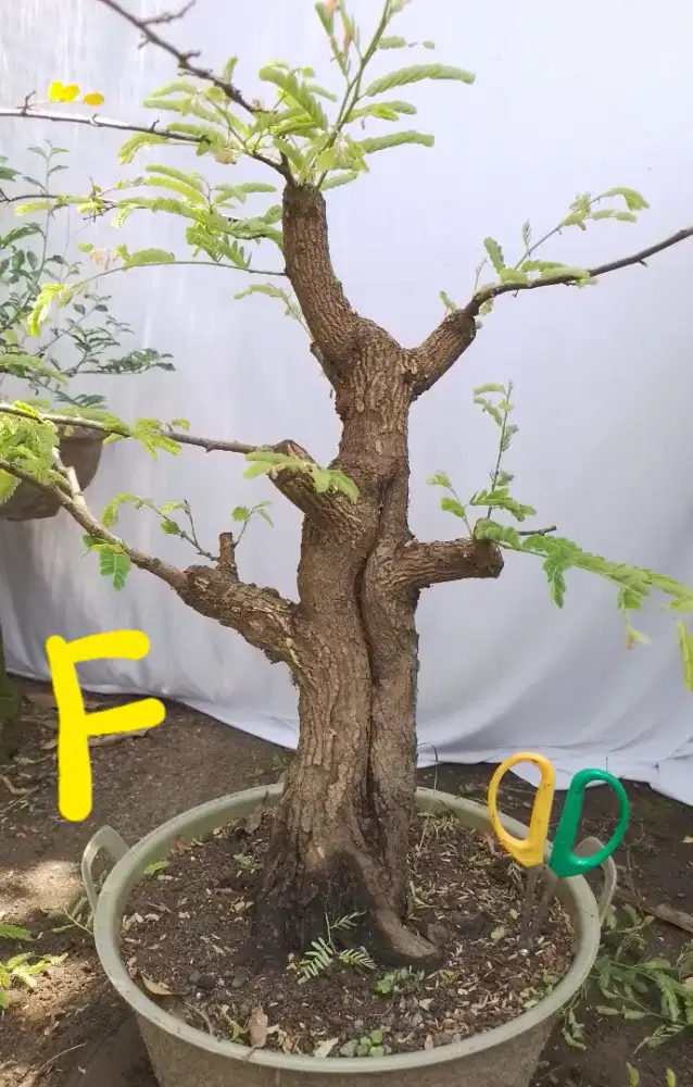 Bahan bonsai asem.jawa F