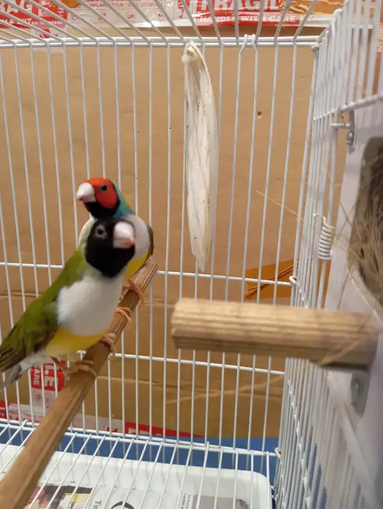 Burung GA Gould Amadin sepasang