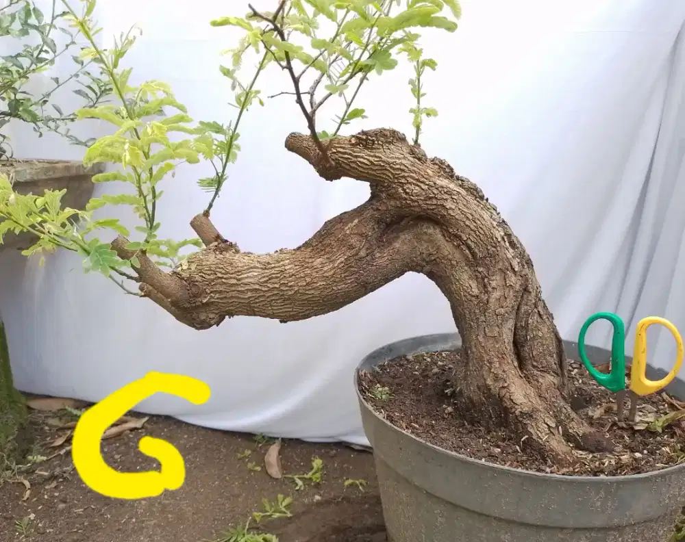 Bahan bonsai asem jawa G