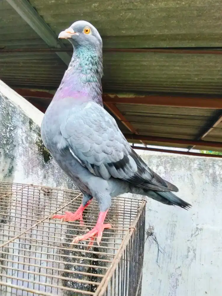Burung dara sepasang giring