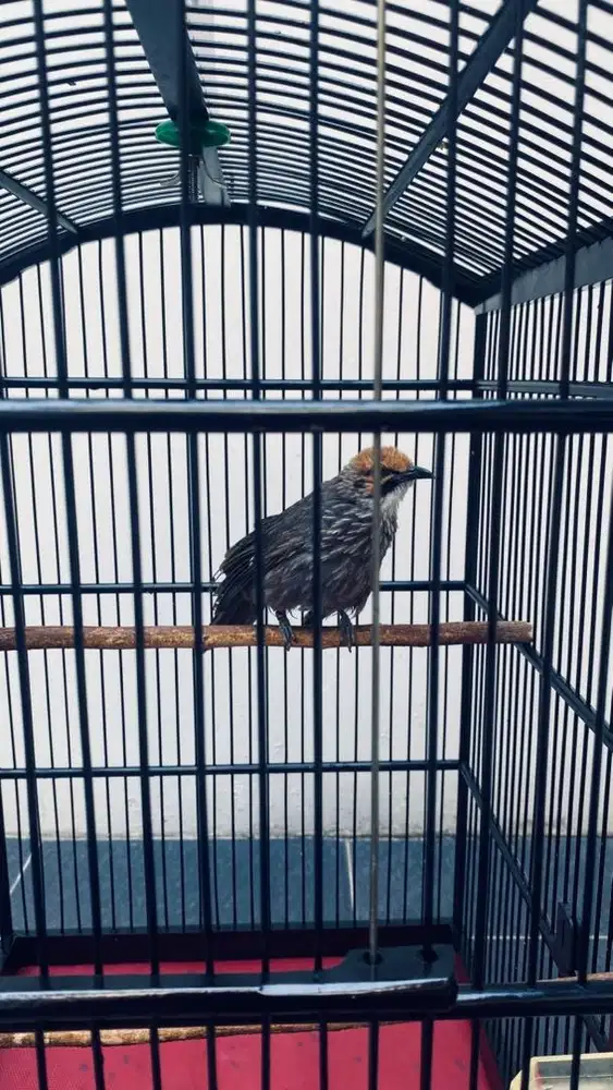 Cucak Rowo cucok rawa Jantan