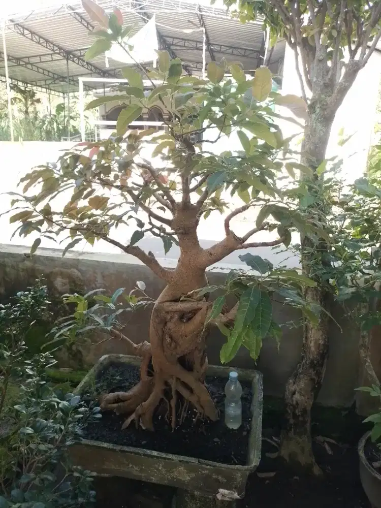 Bonsai bunut merah sangat tua