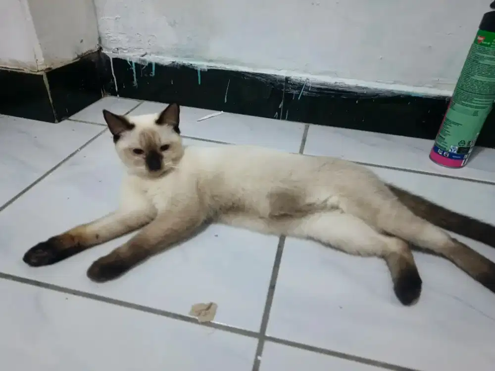 Kucing siam betina 7 bulan