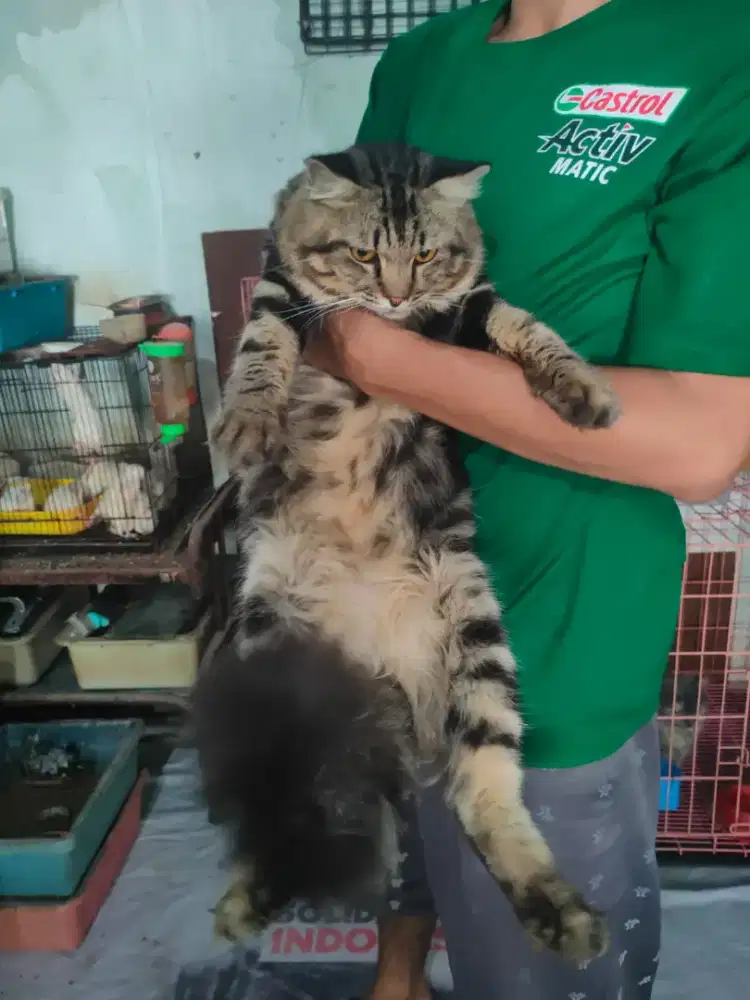 Kucing B E N G A L jantan 9 bulan