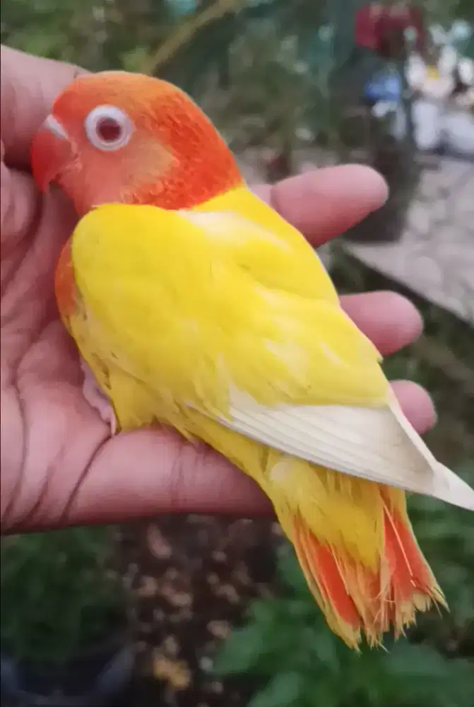 Lovebird lolohan biola lutino MM