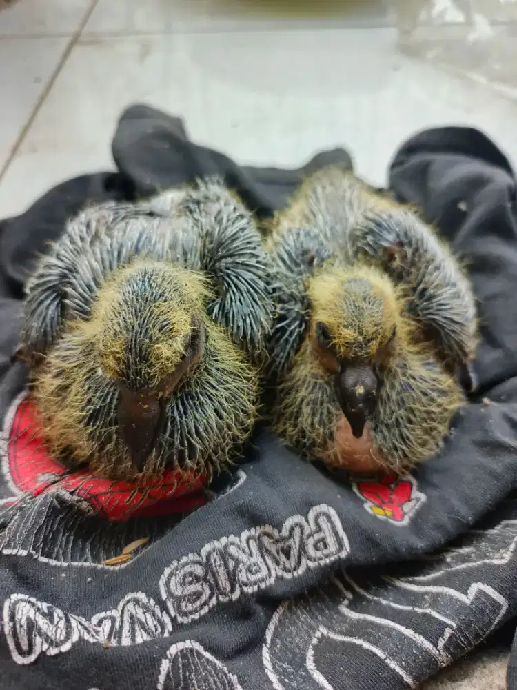 Anakan merpati pos umur satu minggu