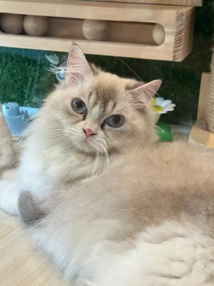 Dijual cepat ras Ragdoll Betina Cantik