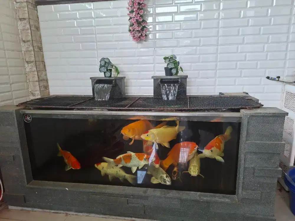 Jual kolam ikan koi