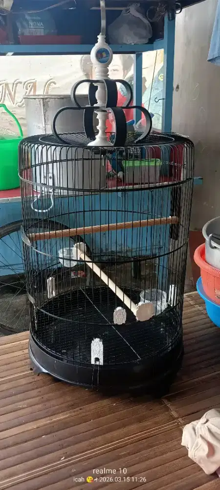 Kandang jumbo uk 42 cm