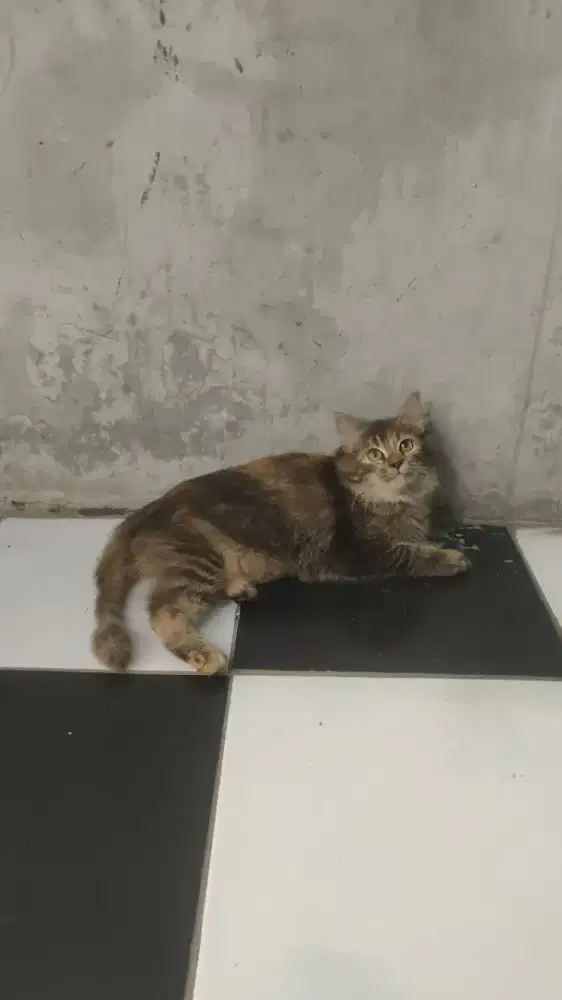 Kitten 2 ekor Betina