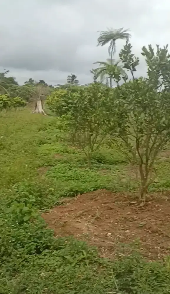 Dijual Kebun Jeruk 2 Hektare – 700 Pohon–Akses Jalan Bagus-BISA NEGO