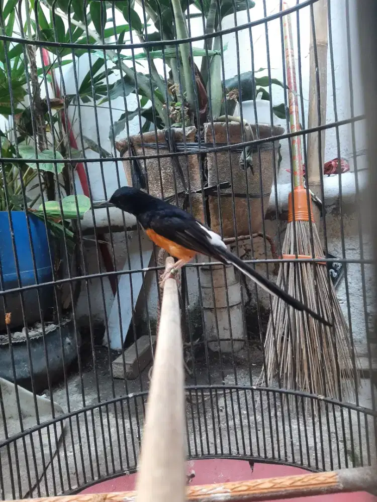 Burung murai batu dan paketan lainnya