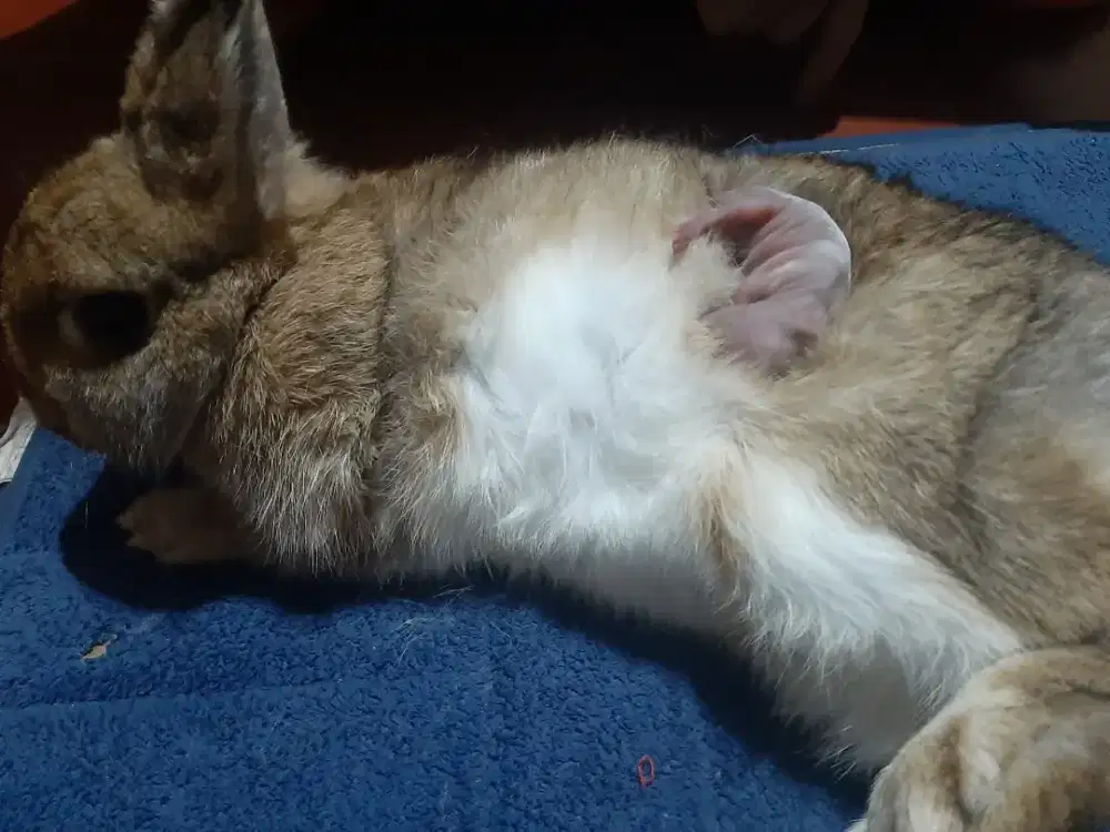 Kelinci hias ND  Nederland Dwarf sepasang siapan