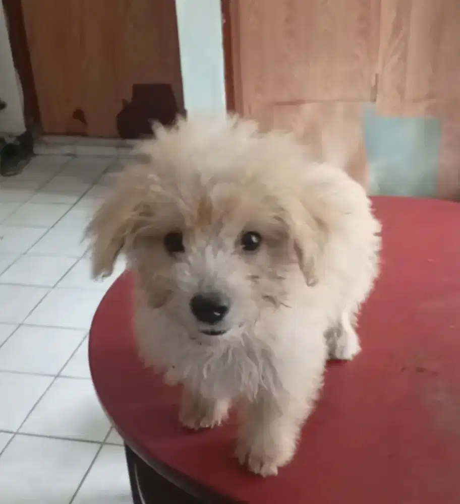 Anak anjing Poodle