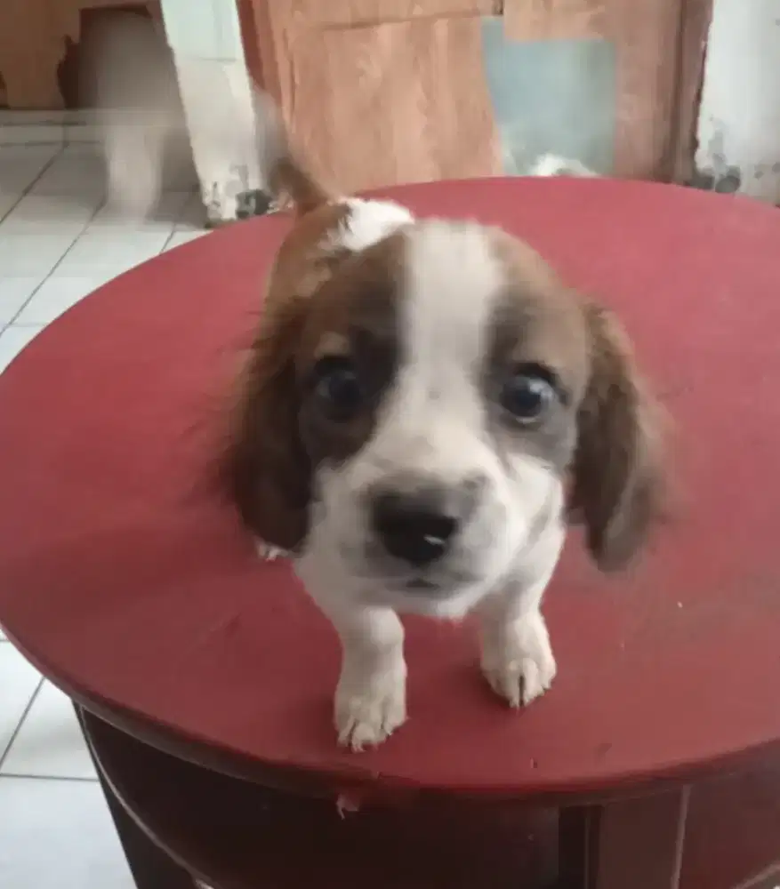 Anak anjing Poodle mix Chihuahua