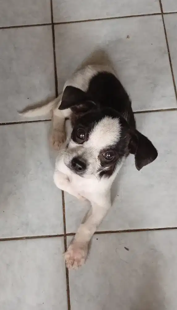 Anak anjing Chihuahua mix