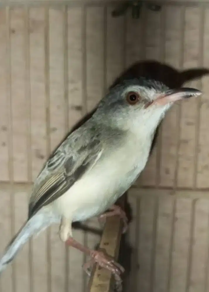 Burung ciwah udah bunyi voer total 2 ekor jantan
