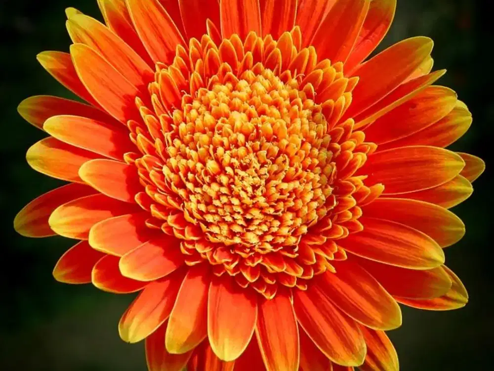 RUMAH HOEK 2 LANTAI ISTIMEWA, LT 360 M2, BUKIT CINERE INDAH, DEPOK