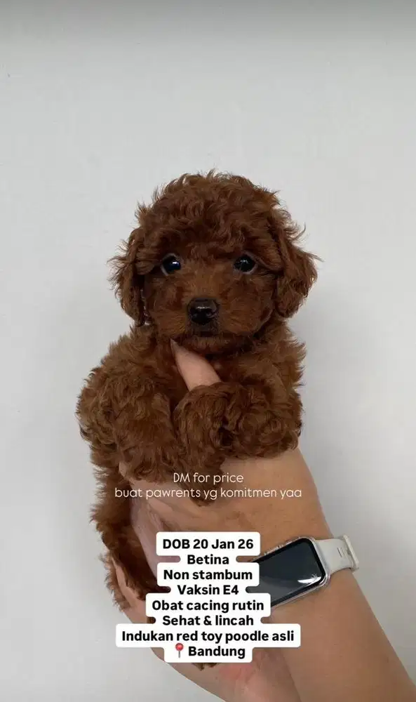 Poodle puppy betina